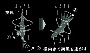 チップ